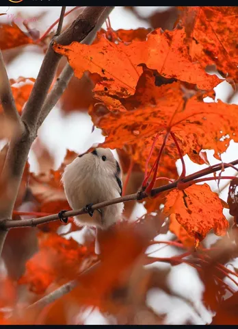 紅葉と小さな囁き