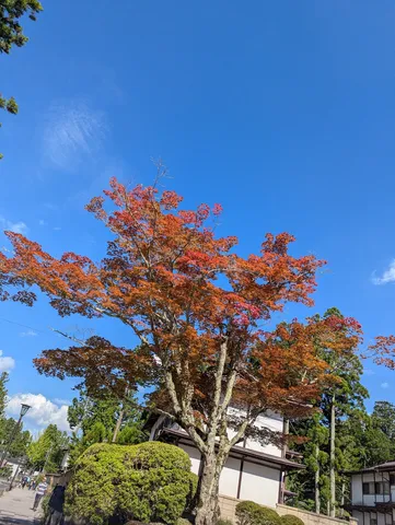 秋空と紅葉の木