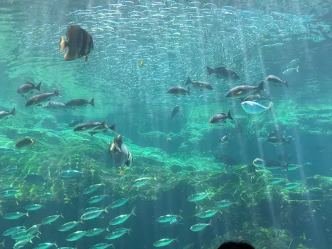 光がきらめく、魚たちの海中散歩