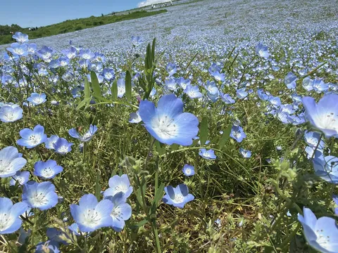青い花畑に風が踊る
