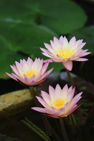 水辺に開く優雅な花
