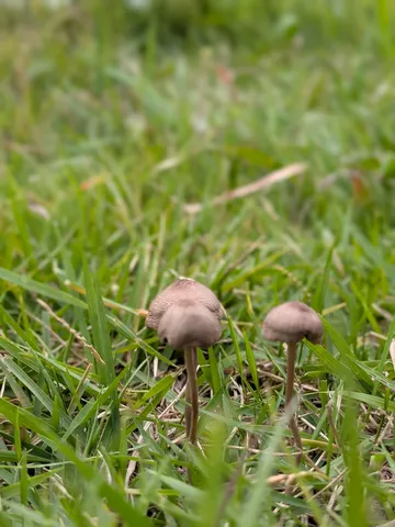 草原にひょっこり、ふたごのキノコ