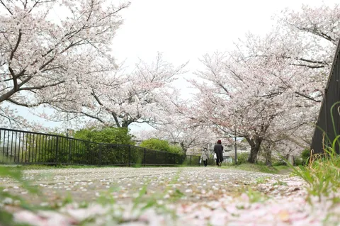 桜の絨毯、ふかふかすぎて罪
