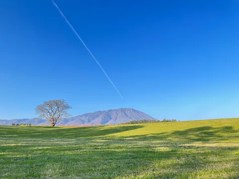 広がる緑と孤高の樹、青い空のコントラスト