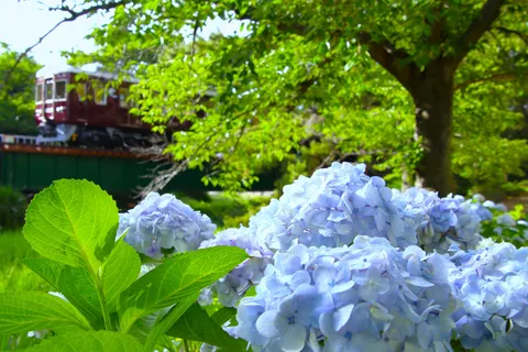 紫陽花とレトロ列車の静かな午後