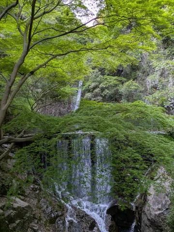 瑞々しい緑の滝景色