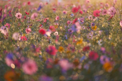 陽光に揺れる野花のざわめき