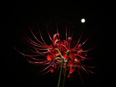 月に照らされる深紅