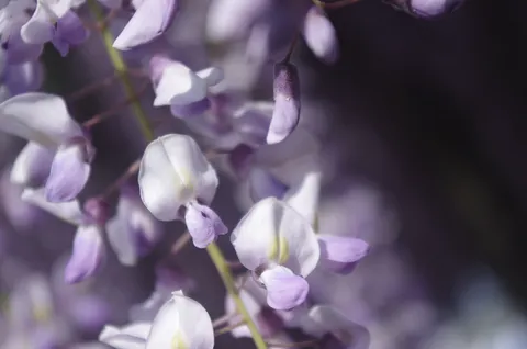 淡い紫の可憐な花