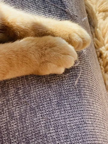 チビちゃんのおてて
