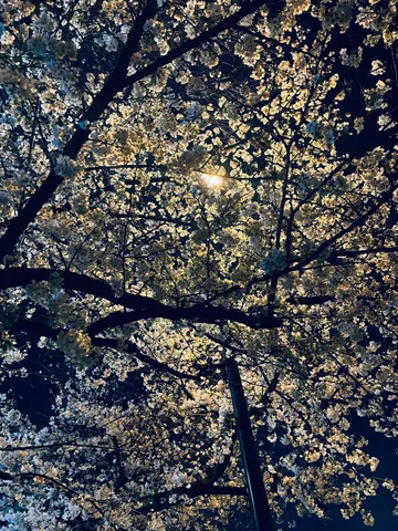 夜空を染める花の輪
