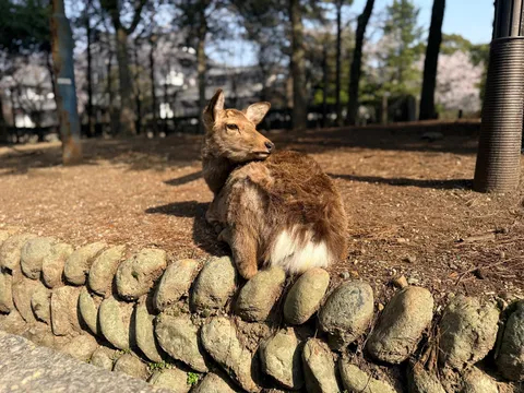 石垣に腰掛ける、奈良の鹿