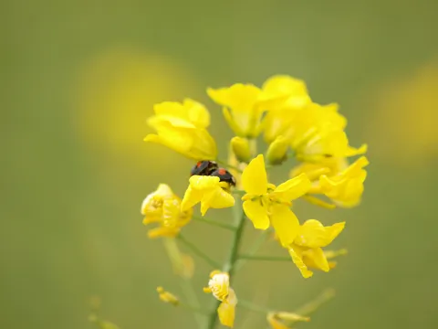 緑に映える黄色い花と小さな訪問者