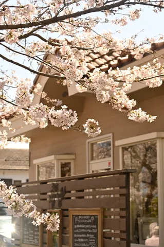 春風に舞う桜とレトロなカフェ
