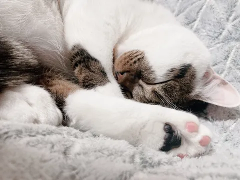 ぐっすり眠る癒やし猫