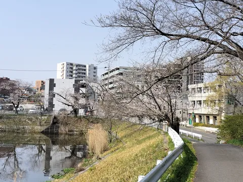 川辺の道、桜とビル群の静かな時間