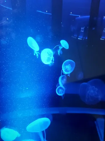 青い光に包まれるクラゲの幻想