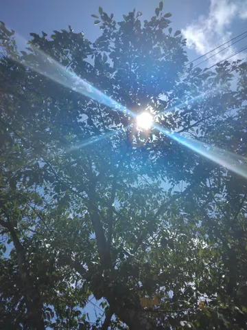 木漏れ日の光芒