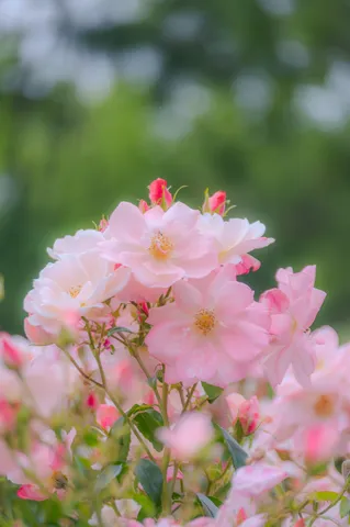 柔らかな光に包まれた薔薇