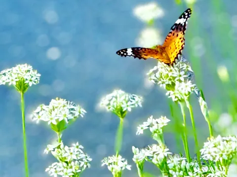 青背景に舞う蝶と花