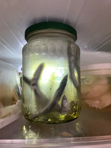 ガラス越しの小さな水槽