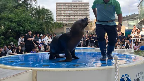 リング状プールの海のスター
