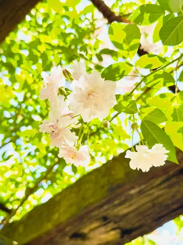 白薔薇