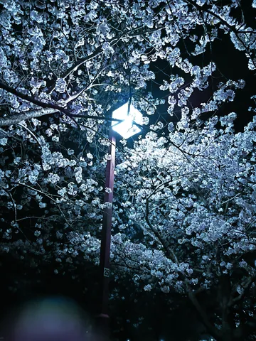 夜桜と街灯の幻想的な競演