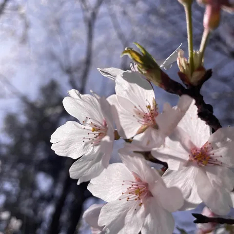 光に透く桜の花びら