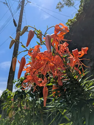 燃えるような夏の花