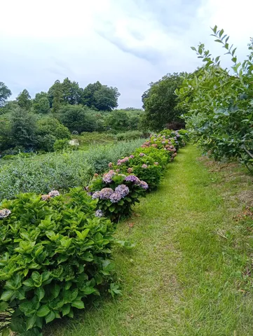 初夏の青葉と紫陽花の小道