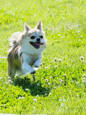 草原を駆ける小さな風