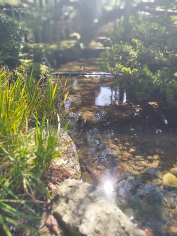 水辺の朝の静寂
