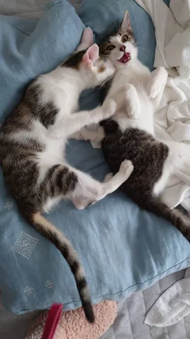 猫パンチ炸裂！取っ組み合いの攻防