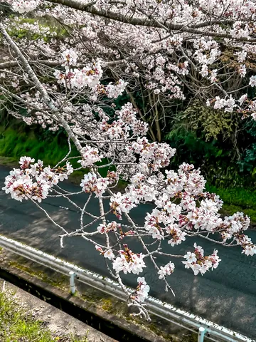 春風に舞う桜、水辺の風景