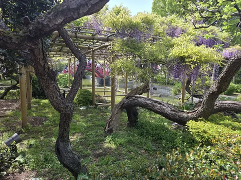 木陰からこっそり藤見物