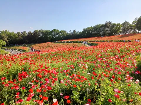 揺れるポピーの大地