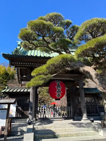 境内へ誘う赤い提灯と古木