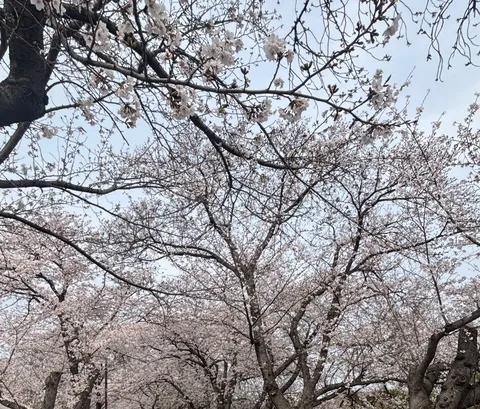 満開の桜並木、春の訪れ