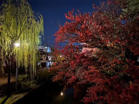 灯りに照らされる紅葉と柳