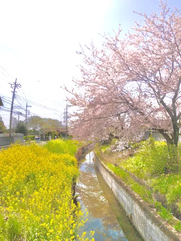 川沿いの春景色、満開の桜と菜の花