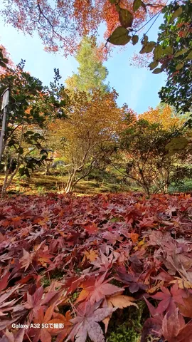 紅葉の絨毯、見上げれば秋空