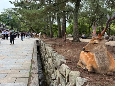 鹿と石垣のコントラスト