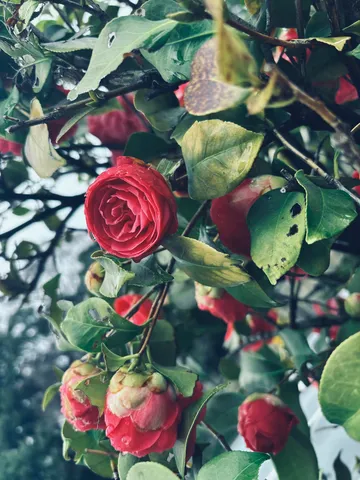 紅の花と緑の静かな空間