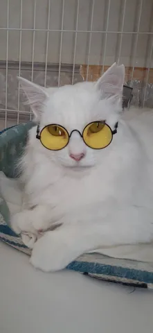 クールな猫様、黄昏の眼差し