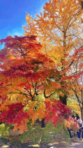 紅葉、本気のショータイム！