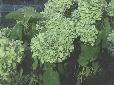 柔らかな光に包まれたアジサイの午後