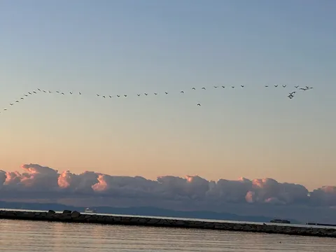 空を彩る鳥たちの旅路