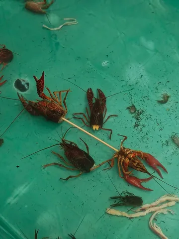 海上の甲殻が踊る瞬間