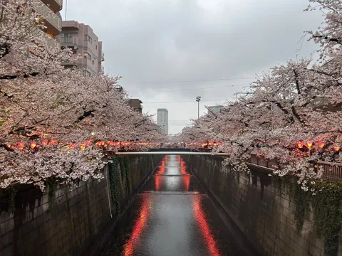 赤く染まる川面と桜のトンネル